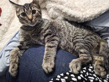 Rescue Domestic Short Hair Cats for Adoption in Nashville, Tennessee - Aspen | PetCurious
