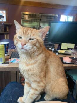 Kelp -  Domestic Short Hair Cat for Adoption in Coupeville, Washington - Kelp | PetCurious