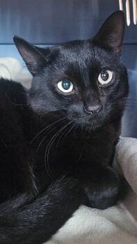 Domestic Short Hair Cats Available for Adoption - Buddy | PetCurious