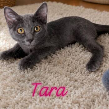 Tara -  Russian Blue Cat Available for Adoption in Gun Barrel City, Texas - Tara | PetCurious