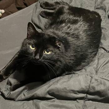 Rescue Domestic Short Hair Cats for Adoption in Monticello, Minnesota - Stella | PetCurious