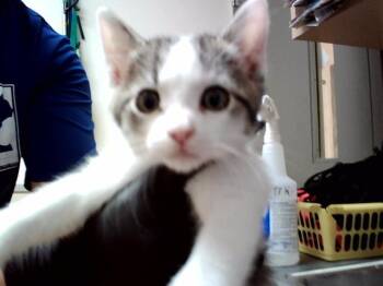 Domestic Short Hair Cats Available for Adoption in Martinez, California - MERCURY | PetCurious