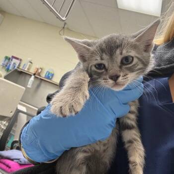 Graycie 26-06-008 -  Domestic Short Hair Cat Available for Adoption in Bastrop, Texas - Graycie 26-06-008 | PetCurious