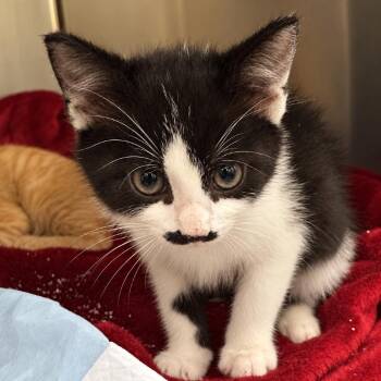 Meowstache -  Domestic Short Hair Cat for Adoption in Corbin, Kentucky - Meowstache | PetCurious