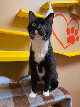 Izzy -  Domestic Short Hair Cat for Adoption in Maryville, Missouri - Izzy | PetCurious