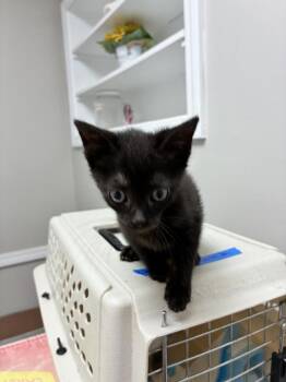 Doodah -  Domestic Short Hair Cat for Adoption in Marietta, Georgia - Doodah | PetCurious