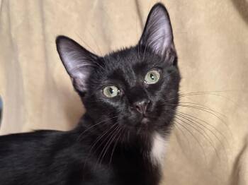 Sonny -  Domestic Short Hair Cat for Adoption in New Milford, Connecticut - Sonny | PetCurious
