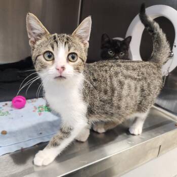 Dazzle -  Domestic Short Hair Cat for Adoption in Fort Wayne, Indiana - Dazzle | PetCurious