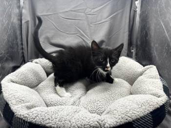 HARVEY -  Domestic Short Hair Cat Available for Adoption in Grovetown, Georgia - HARVEY | PetCurious