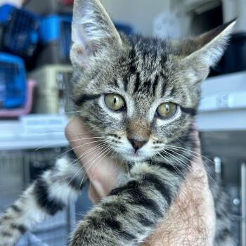 Phelps -  Domestic Short Hair Cat for Adoption in Matteson, Illinois - Phelps | PetCurious