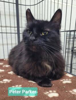 Peter Parker -  Domestic Medium Hair Cat for Adoption in Richmond, Indiana - Peter Parker | PetCurious