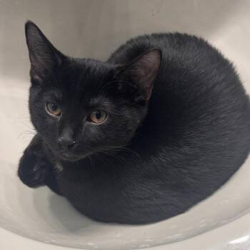 Elvis -  Domestic Short Hair Cat for Adoption in Titusville, Florida - Elvis | PetCurious