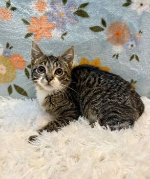 Domestic Short Hair Cats Available for Adoption - Alani | PetCurious