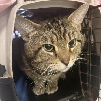 TJ-C -  Domestic Short Hair Cat Available for Adoption in East St. Louis, Illinois - TJ-C | PetCurious