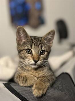 CAT WITH A BLACK TAIL -  Domestic Short Hair Cat for Adoption in Aliquippa, Pennsylvania - CAT WITH A BLACK TAIL | PetCurious