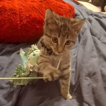 Friday -  Tabby Cat for Adoption in Penns Grove, New Jersey - Friday | PetCurious