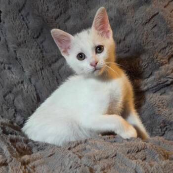 Mew -  Domestic Short Hair Cat Available for Adoption in Houston, Texas - Mew | PetCurious