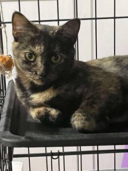 Rescue Domestic Short Hair Cats for Adoption in Winnipeg, Manitoba - Rain | PetCurious