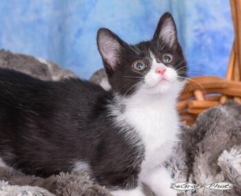 Domestic Short Hair Cats Available for Adoption in Pittsboro, North Carolina - Bonnie | PetCurious