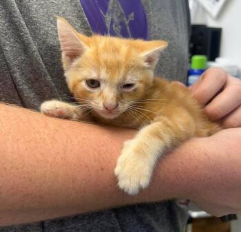 Gesibell 3 -  Domestic Short Hair Cat for Adoption in Sullivan, Indiana - Gesibell 3 | PetCurious