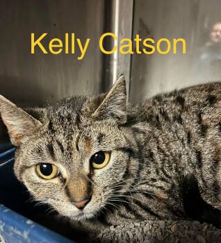 Domestic Short Hair Cats Available for Adoption - Kelly Catson | PetCurious