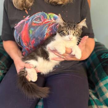 King -  Maine Coon and Extra Toes Cat Hemingway Polydactyl Cat for Adoption in Sequatchie, Tennessee - King | PetCurious