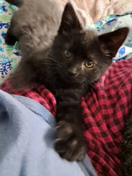 Rescue Domestic Short Hair Cats for Adoption in Herndon, Virginia - Moxy | PetCurious