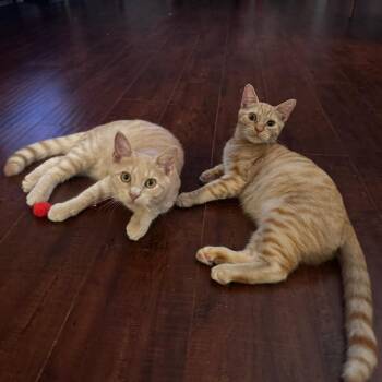 Dorito -  Domestic Short Hair Cat for Adoption in Los Angeles, California - Dorito | PetCurious