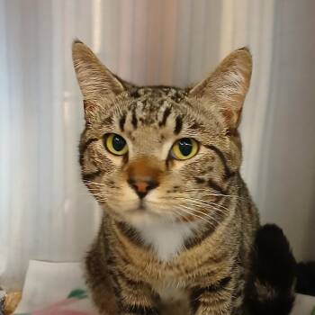 Domestic Short Hair Cats Available for Adoption in Birmingham, Alabama - Aegon | PetCurious