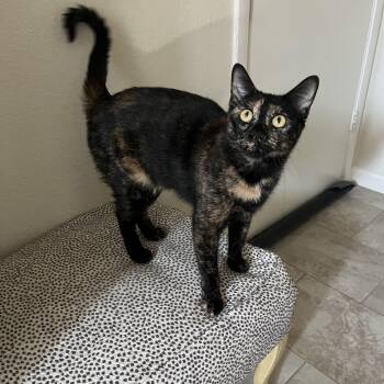 Rescue Domestic Short Hair Cats for Adoption in San Tan Valley, Arizona - Moody Judy | PetCurious