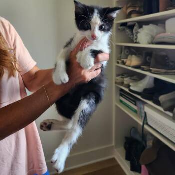 Polydactyl 1 -  Maine Coon Cat for Adoption in Spring Hill, Kansas - Polydactyl 1 | PetCurious