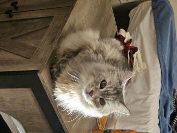 Rescue Persian Cats for Adoption in Belle Isle, Florida - Miley | PetCurious