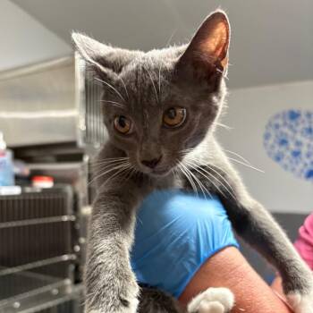 Janie 0888 -  American Shorthair Cat for Adoption in Hamilton, Georgia - Janie 0888 | PetCurious