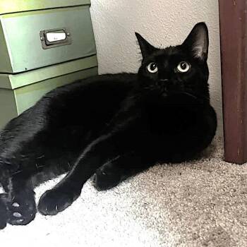 Domestic Short Hair Cats Available for Adoption - Bogey | PetCurious