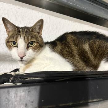 Gatspy -  Domestic Short Hair Cat for Adoption in Lehigh Acres, Florida - Gatspy | PetCurious