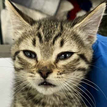 Domestic Short Hair Cats Available for Adoption in Las Cruces, New Mexico - Luigi | PetCurious