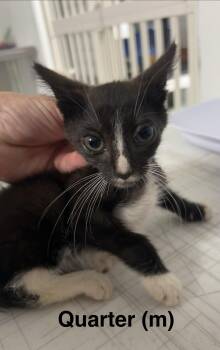 Quarter -  Domestic Short Hair Cat for Adoption in Saugerties, New York - Quarter | PetCurious