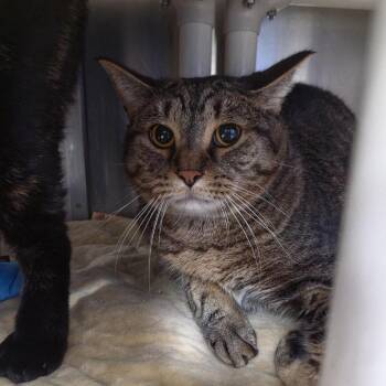 Bobo -  Domestic Short Hair Cat for Adoption in Walker, Michigan - Bobo | PetCurious