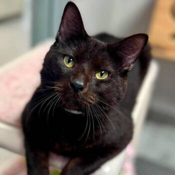 Cairo -  Domestic Short Hair Cat for Adoption in New Philadelphia, Ohio - Cairo | PetCurious
