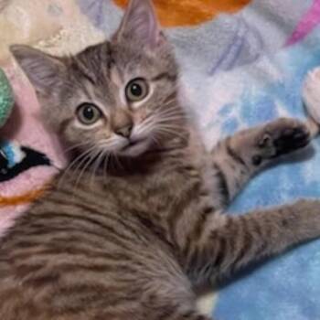 Rescue Tabby Cats for Adoption in Denver, North Carolina - Dawn | PetCurious