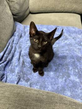 Captain (Boss) -  Domestic Short Hair Cat for Adoption - Captain (Boss) | PetCurious