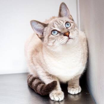 Missy -  Siamese and Domestic Short Hair Cat for Adoption in Hattiesburg, Mississippi - Missy | PetCurious