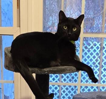 Riddler -  Domestic Short Hair Cat for Adoption - Riddler | PetCurious