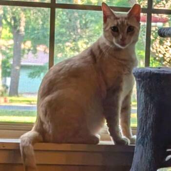 Domestic Short Hair Cats Available for Adoption in Austin, Texas - Gary Cooper | PetCurious