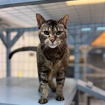 Navi -  Domestic Short Hair Cat for Adoption in Portage, Michigan - Navi | PetCurious