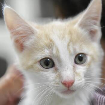 Domestic Short Hair Cats Available for Adoption in Redwood City, California - Alexander (aqua Collar) | PetCurious