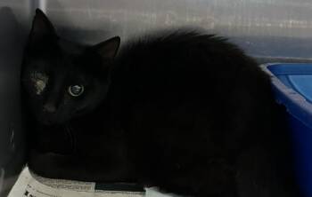 Domestic Short Hair Cats Available for Adoption in Pensacola, Florida - GILBERT | PetCurious