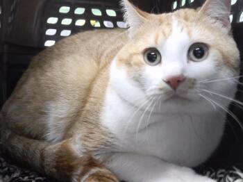 WINSTON -  Domestic Short Hair Cat for Adoption in Omaha, Nebraska - WINSTON | PetCurious