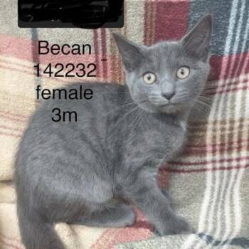 Becan -  Domestic Short Hair Cat for Adoption in New Tazewell, Tennessee - Becan | PetCurious