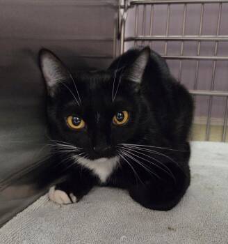 Thistle-Barn Cat -  Domestic Short Hair Cat for Adoption in Vancouver, Washington - Thistle-Barn Cat | PetCurious